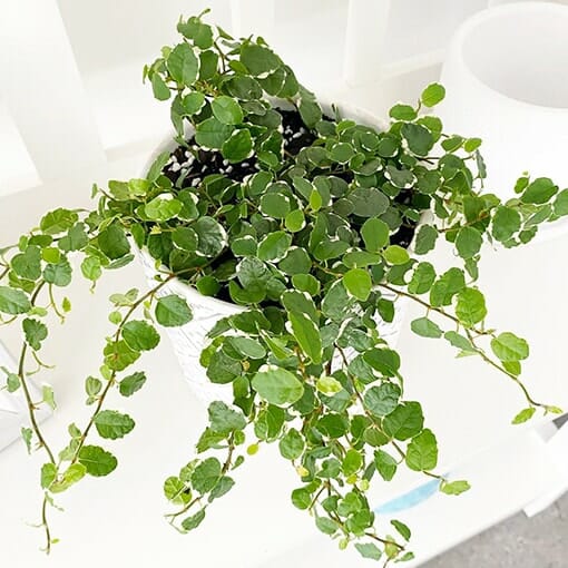 Ficus 'Ice Caps' Climbing Fig 8" (Hanging Basket) - Image 2