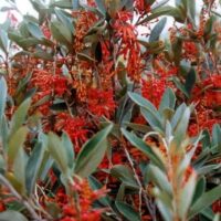 The Grevillea 'Murray Valley Queen' in a 10" pot features dense green foliage and vibrant red flower clusters, adding elegance to any garden.