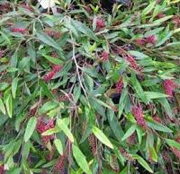 A Grevillea 'Poorinda Royal Mantle' in a 6" pot displays dense foliage with elongated green leaves and clusters of small red berries.