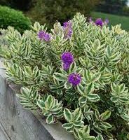 The Hebe 'Waireka' in a 6" pot features green and white variegated leaves and delightful purple flowers. It thrives outdoors in a wooden planter.