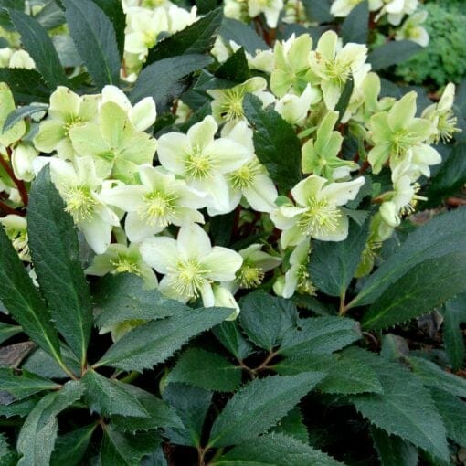 Helleborus 'Honeyhill Joy' Hellebore 7" Pot - Image 2