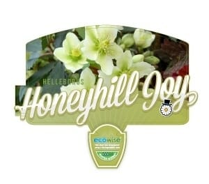 Helleborus 'Honeyhill Joy' Hellebore 7" Pot - Image 3