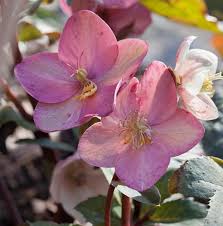 Helleborus 'Pink Frost' Hellebore - Image 4