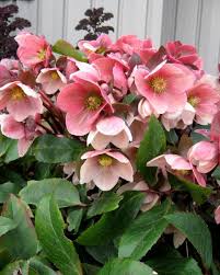 Helleborus 'Pink Frost' Hellebore - Image 2