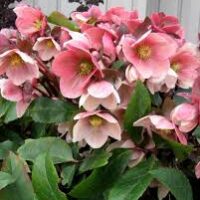 Helleborus 'Pink Frost' Hellebore 7" Pot features pink flowers with yellow centers and green leaves, popping beautifully against a light background.