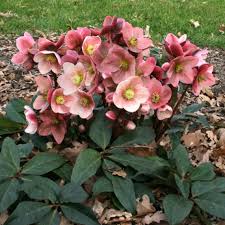 Helleborus 'Pink Frost' Hellebore - Image 3