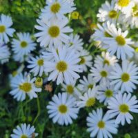 Brachyscome 'Cut-Leaf Daisy' in a White 7" Pot features clusters of white-petaled, yellow-centered blooms nestled in green foliage—ideal for adding brightness to any space.