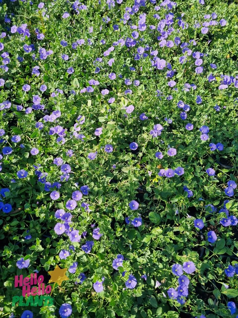 Convolvulus 'Blue' 6" Pot (Bulk Buy of 12) - Image 4