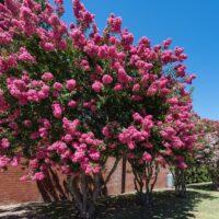 Rows of vibrant Lagerstroemia 'Comanche' Crepe Myrtle in 13" pots showcase abundant bright pink blooms beside a red brick building under a clear blue sky.