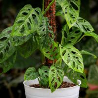 Swiss Cheese Monstera adansonii