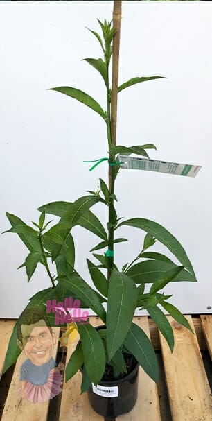 Cestrum 'Night Blooming Jasmine' - Image 2