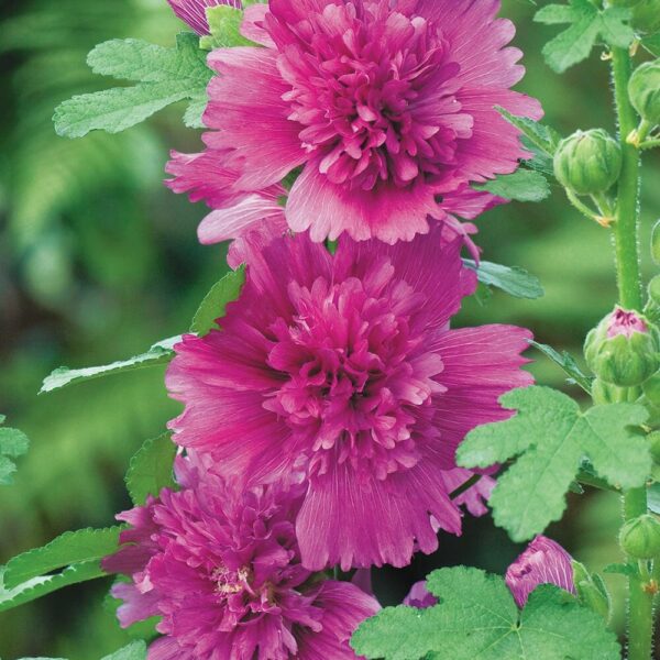 Hollyhock 'Spring Purple' in 4" pots blooms vibrantly with lush green leaves, perfectly capturing the essence of spring. Whether admired or planted, these flowers add life and color to any garden against a softly blurred backdrop.
