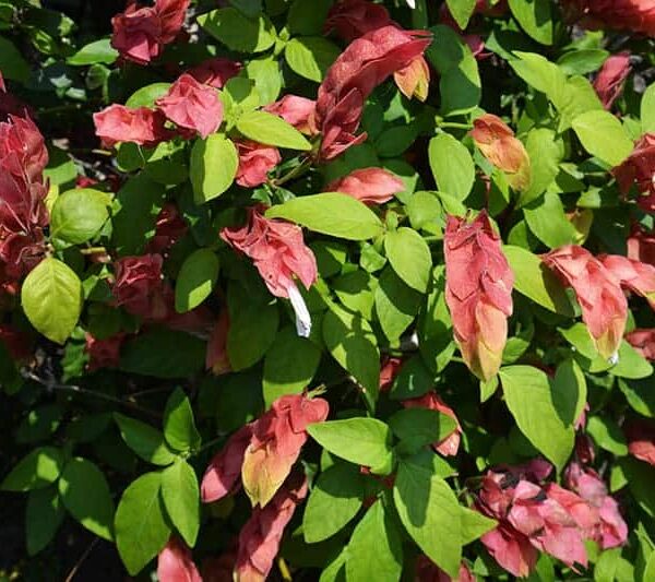 The Justicia 'Shrimp Plant' in a Red 6" Pot features green leaves and pink, shrimp-like bracts, creating a vibrant display that beautifully enhances any garden or indoor space.