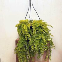 A Lysimachia 'Creeping Jenny' Large 10" hanging basket with lush green vines sits on a rustic wooden stand against a plain white background.