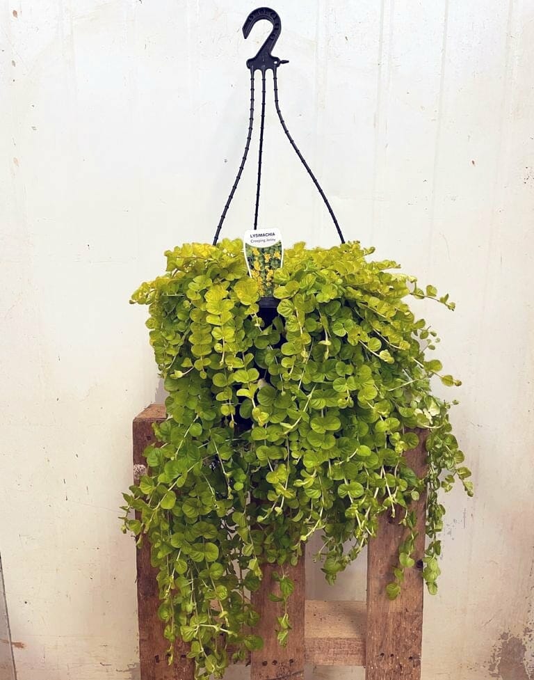 A Lysimachia 'Creeping Jenny' Large 10" hanging basket with lush green vines sits on a rustic wooden stand against a plain white background.