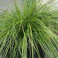 The Lomandra Highlight™ 'Olive Green' 6" Pot features lush, olive-green leaves that elegantly fan outwards, enhancing any space with a touch of nature.