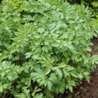 In a garden, the Levisticum 'Lovage' in a 4" pot flourishes with its dense, serrated green leaves.