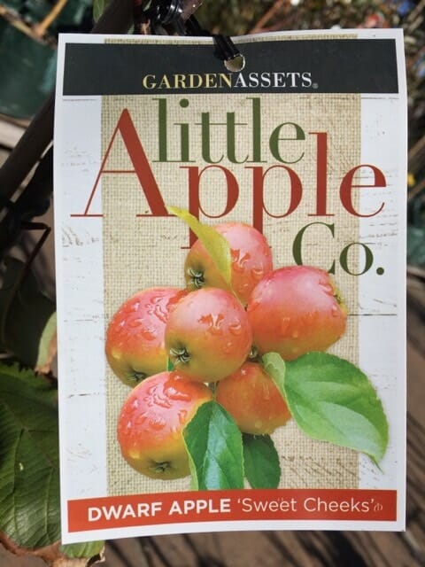 Malus 'Sweet Cheeks' Dwarf Apple - Image 3