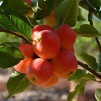Malus 'Sweet Cheeks' Dwarf Apple 8" Pot features clusters of ripe, red apples and green leaves in natural sunlight—an ideal charming dwarf variety for growing in a compact container.