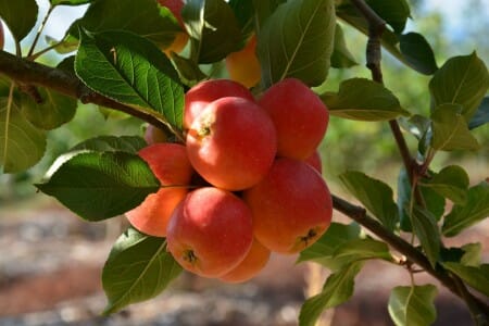 Malus 'Sweet Cheeks' Dwarf Apple 8" Pot features clusters of ripe, red apples and green leaves in natural sunlight—an ideal charming dwarf variety for growing in a compact container.