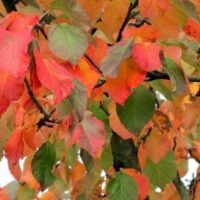 The Malus tschonoskii 'Upright Crab Apple' in a 13" pot showcases branches adorned with colorful autumn leaves in shades of red, orange, and green, offering a delightful burst to any landscape.