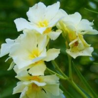 Nerium Oleander 'Vanilla Cream' features clusters of pale yellow flowers with yellow centers amid green foliage. Thrives in natural light and grows beautifully in a 7" pot.