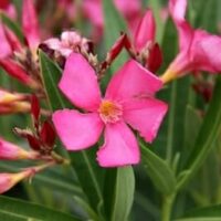 A cluster of bright pink Nerium Oleander 'Catalina' blooms in a 7" pot, accented by long, narrow green leaves in the background.