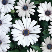 Eight 'White' African Daisies with dark centers are beautifully arranged in a lush 6" pot, surrounded by vibrant green leaves.