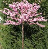 A Prunus 'Fukubana' Flowering Cherry in a 13" pot, with pink blossoms, stands gracefully against lush green foliage.