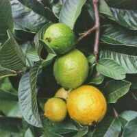 Psidium 'Hawaiian Guava' in a 6" pot, showcasing different ripeness stages on a leafy branch, captures the tropical essence. Ideal for gardens, these guavas add an exotic flair to any space.