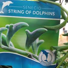 Senecio 'Dolphin Necklace' (String of Dolphins) 8" Hanging Basket - Image 2