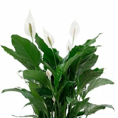 Close-up of a Spathiphyllum 'Sweet Silvana' Peace Lily in a 10" pot, highlighting its dark green leaves and white spathe flowers against a plain white background.