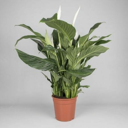 Spathiphyllum 'Sweet Silvana' Peace Lily - Image 2