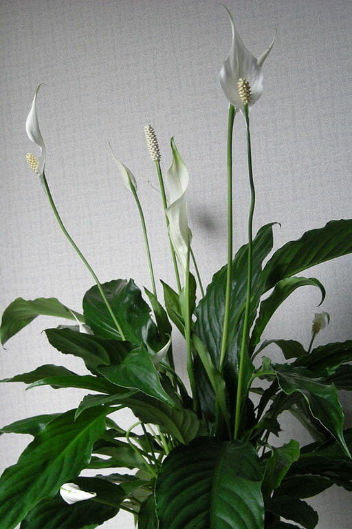 Spathiphyllum 'Sweet Silvana' Peace Lily - Image 3