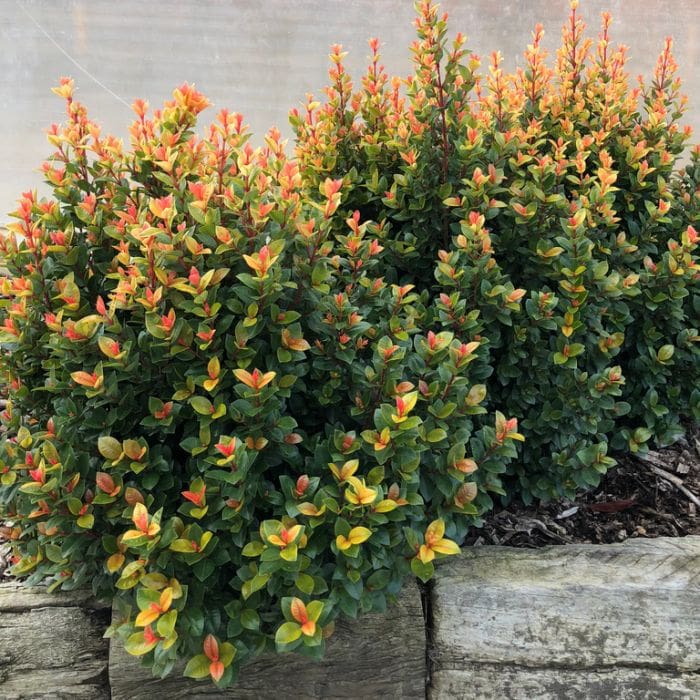 Syzygium 'Sunset Delight' Lilly Pilly 8" Pot - Image 4