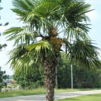 Chinese Windmill Palm