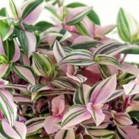 Close-up of Tradescantia 'Wandering Jew' Tri-Colour 5" Pot, highlighting its stunning pink and green striped leaves.