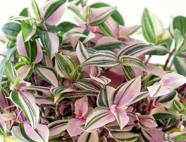 Close-up of Tradescantia 'Wandering Jew' Tri-Colour 5" Pot, highlighting its stunning pink and green striped leaves.