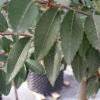 Close-up of green serrated leaves on an Ulmus 'Todd' Chinese Elm branch, with a background of similar plants in black containers, each in a 13" pot.
