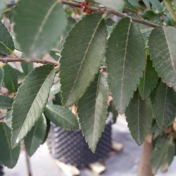 Close-up of green serrated leaves on an Ulmus 'Todd' Chinese Elm branch, with a background of similar plants in black containers, each in a 13" pot.