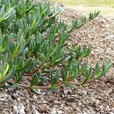 Carpobrotus 'Aussie Rambler™' Pig Face 6" Pot - Image 2