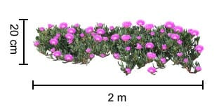 Carpobrotus 'Aussie Rambler™' Pig Face 6" Pot - Image 3