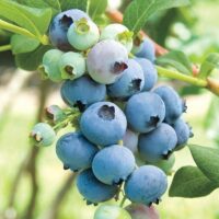 A cluster of ripe and unripe highbush blueberries, identified as Vaccinium 'Bluecrop', hangs delicately from a branch with vibrant green leaves in the background.