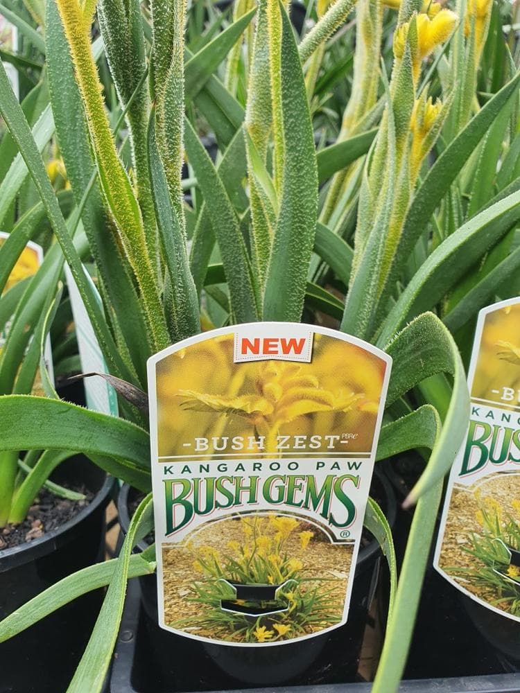 Anigozanthos 'Bush Zest™' Kangaroo Paw 6" Pot - Image 3