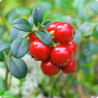 A vibrant cluster of Vaccinium 'Cranberry' Plant, showcasing bright red berries surrounded by lush green leaves, set against a blurred natural backdrop.