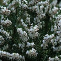 Close-up of Erica 'Winter Heath' White in a 6" pot, displaying clustered white heather flowers on green stems against a dark background.