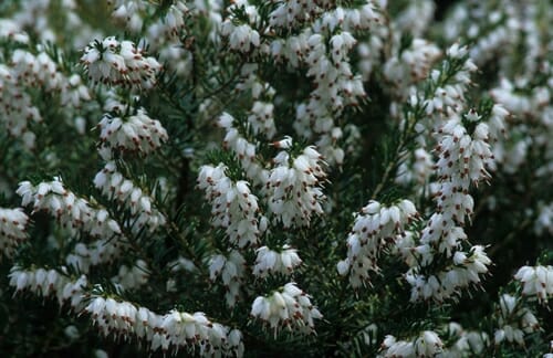 Close-up of Erica 'Winter Heath' White in a 6" pot, displaying clustered white heather flowers on green stems against a dark background.