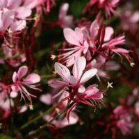 Close-up of Gaura BELLEZA® Compact Light Pink Butterfly Bush flowers with slender petals and red stems against a blurred green backdrop.