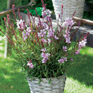 Gaura BELLEZA® 'Compact Light' Pink Butterfly Bush 6'' Pot - Image 2