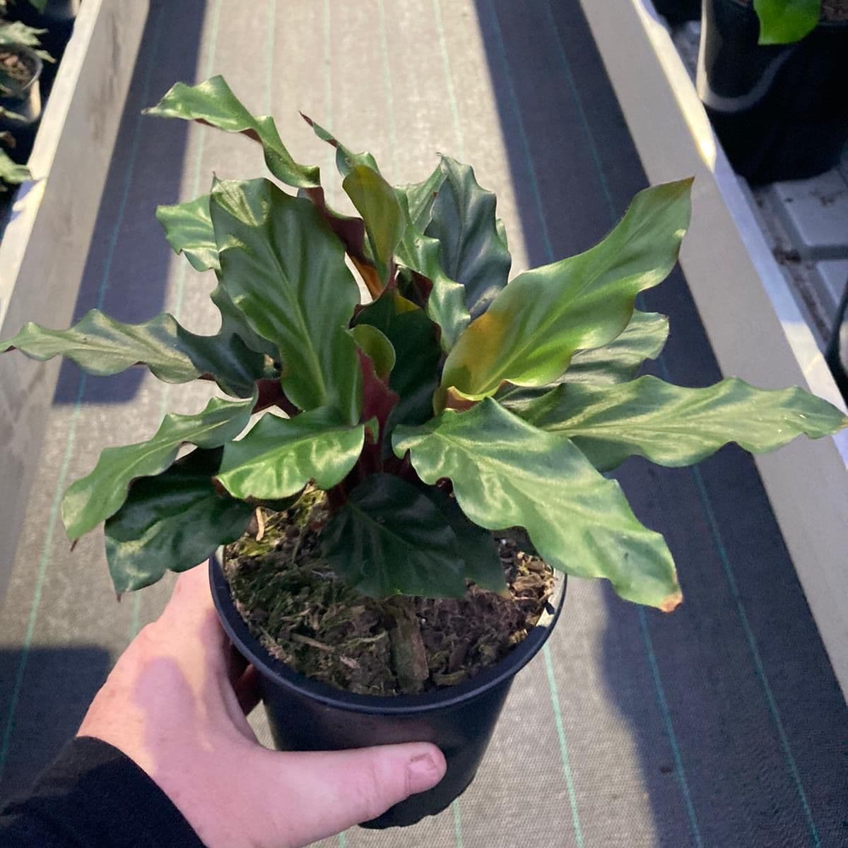 Calathea 'Furry Feather' 5" Pot - Image 5